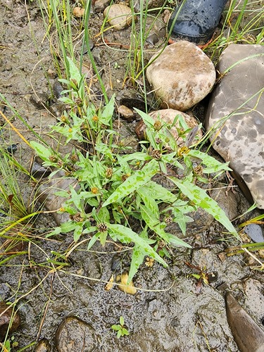 Eaton's Beggarticks (Bidens eatonii)