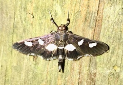 Desmia funeralis