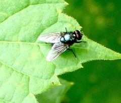 Eudasyphora