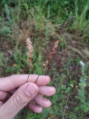 Carex laevissima