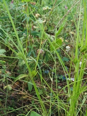 Carex bohemica
