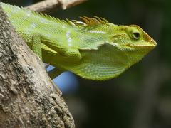 Bronchocela jubata