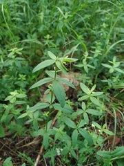 Galium platygalium