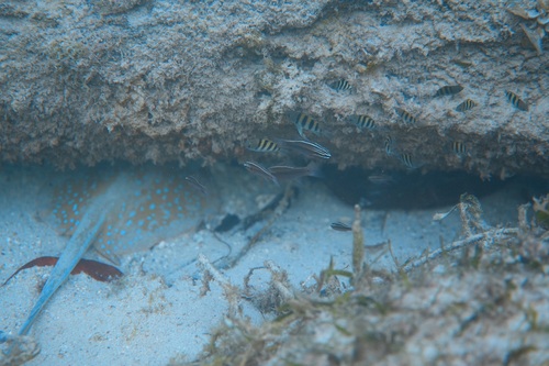 Cardinal fish (Ostorhinchus hartzfeldii) — Apogonidae