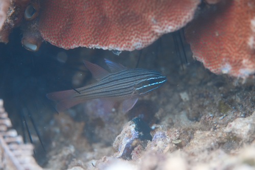 Manylined cardinalfish (Ostorhinchus multilineatus) — Apogonidae
