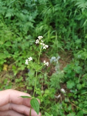 Galium platygalium