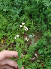 Galium platygalium