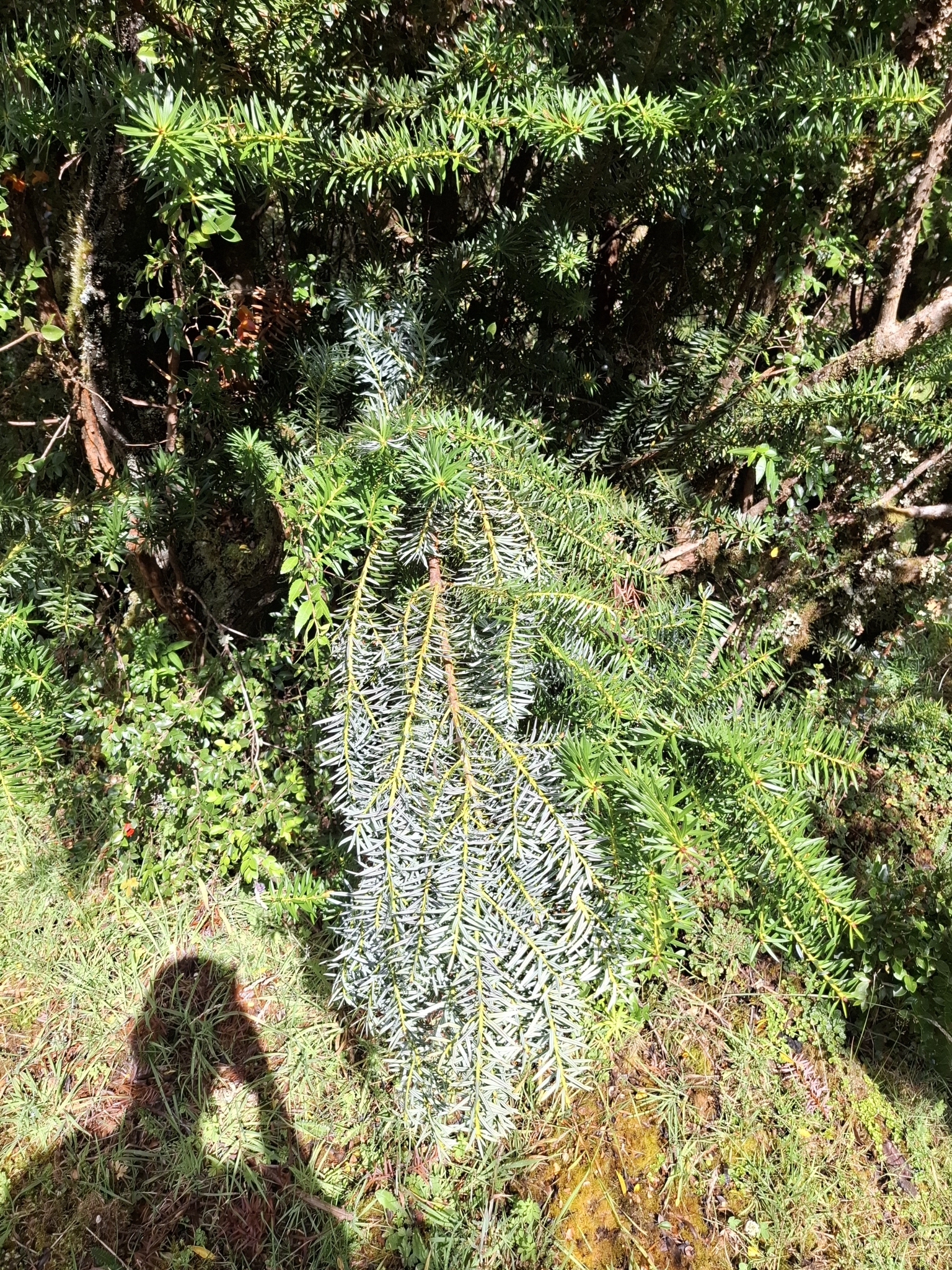 Imagem de Pinheiro-do-brejo