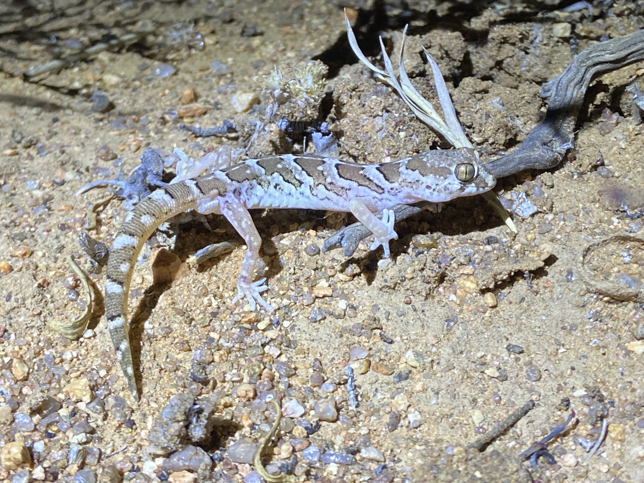 Large-Scaled Banded Gecko photo 2