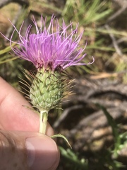 Cirsium wheeleri