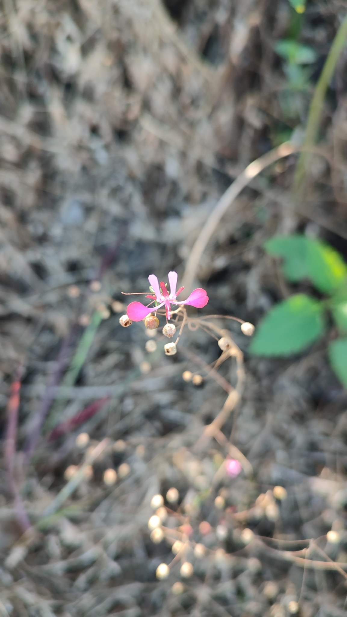 Imagem de Flor-de-beijo
