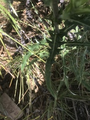 Cirsium wheeleri