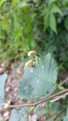 Tetraneura