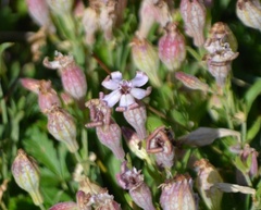 Silene vallesia