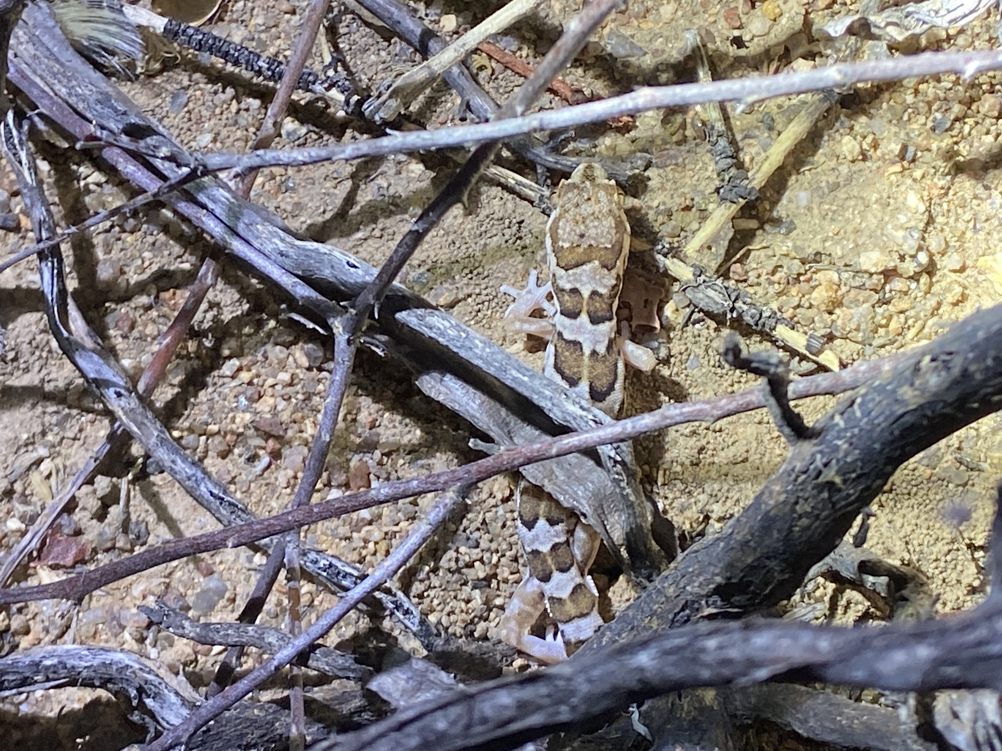 Large-Scaled Banded Gecko