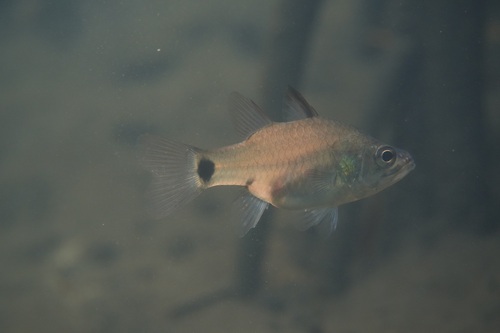 Cardinalfish (Yarica hyalosoma) — Apogonidae