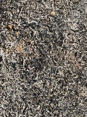 Stereocaulon condensatum