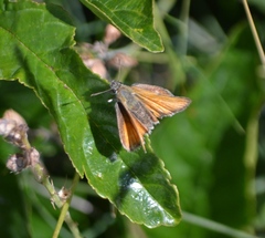 Thymelicus sylvestris