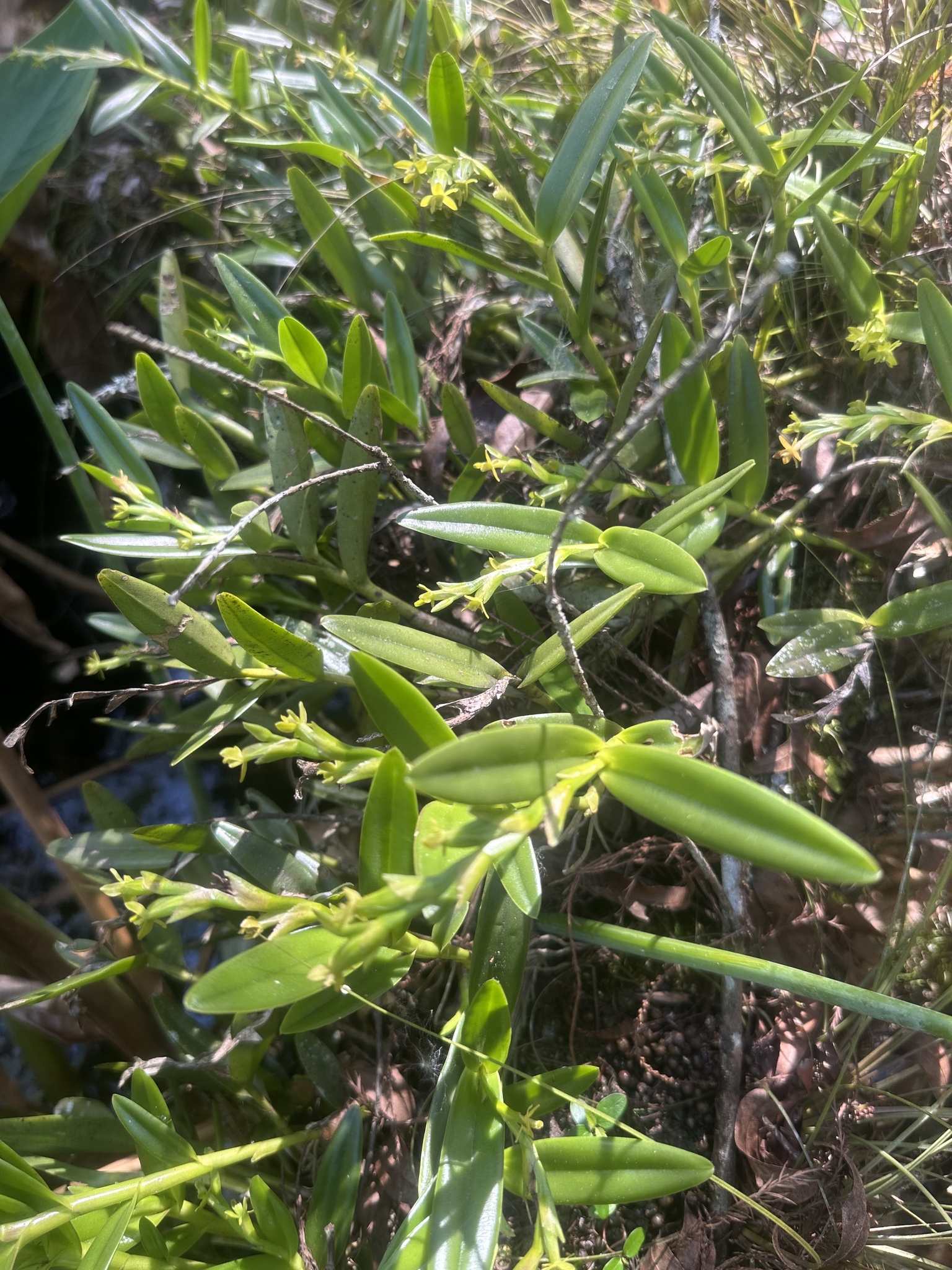 Imagem de Orquídea-rígida