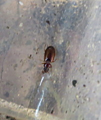 Trechus quadristriatus