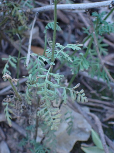 Image of Lavandula maroccana by (c) Milan Chytrý, some rights reserved (CC BY)
