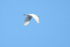 Egretta thula