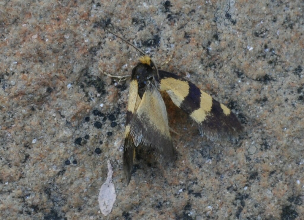 Lepidoscia carlotta