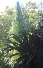 Tillandsia heterophylla