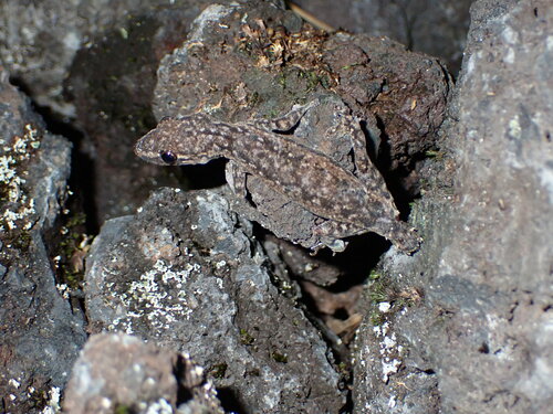 Hemidactylus frenatus observed 2025-01-30
