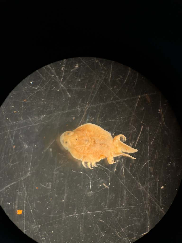 Longtailed Fishlouse