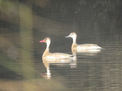 Amazonetta brasiliensis