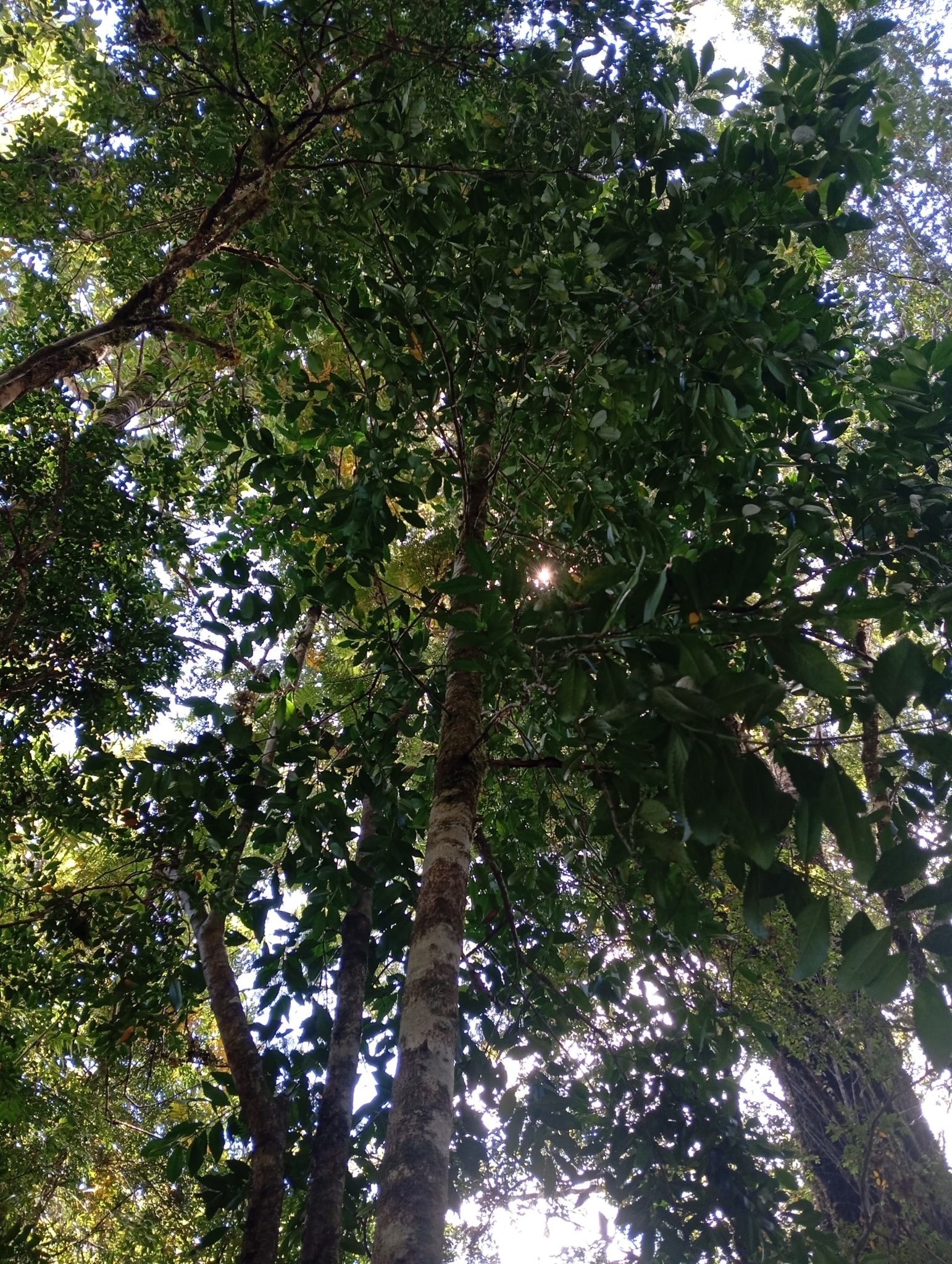 Imagem de Tepa