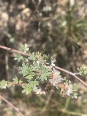 Dalea pulchra