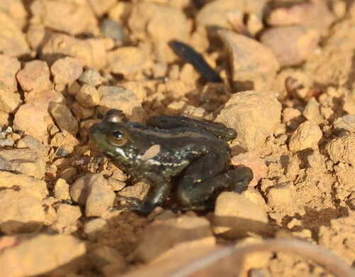 Guyana Harlequin Frog