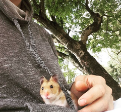 Mesocricetus auratus