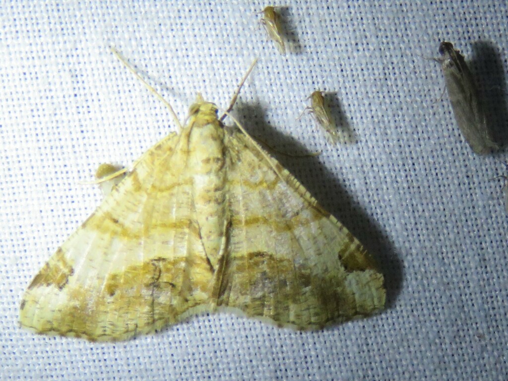 Isturgia quadriplaga