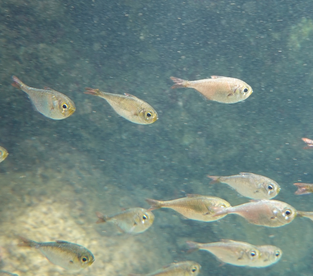 Shortfin Sweeper