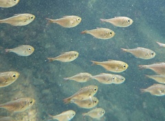Shortfin Sweeper photo 3
