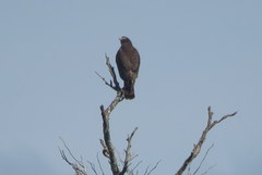 Rupornis magnirostris