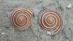 Architectonica perspectiva