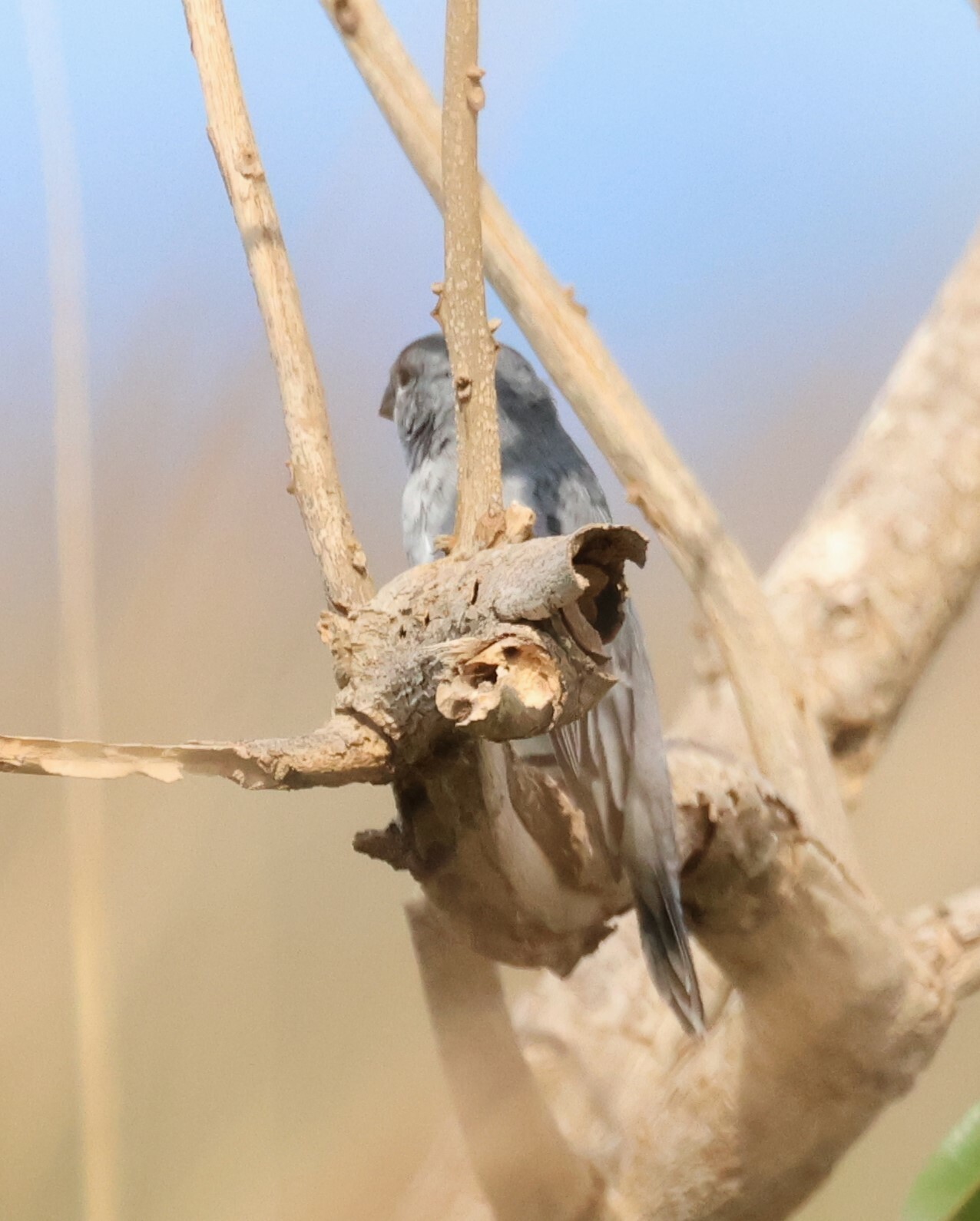 Plumbeous Seedeater illustration