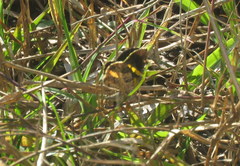 Heterusia quadruplicaria