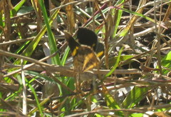 Heterusia quadruplicaria