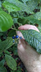 Palicourea cyanococca, photograph Shaan Aroeste, CC BY, iNaturalist via GBIF