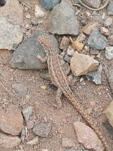 Liolaemus velosoi