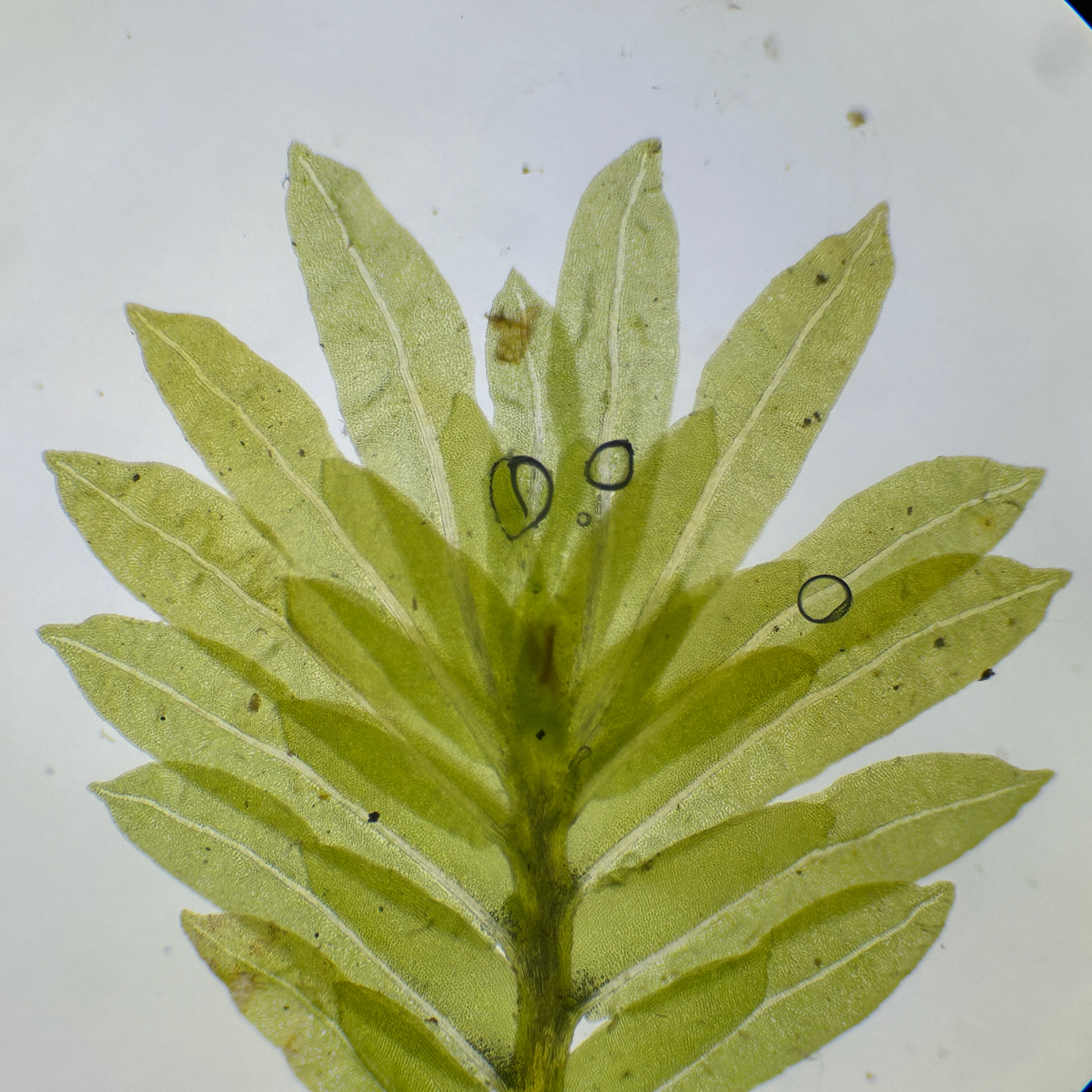 Fissidens santa-clarensis