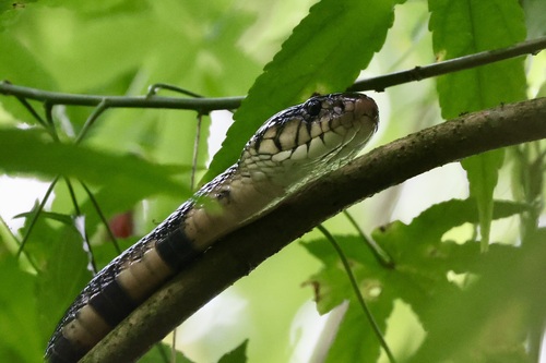 Photo of a São Tomé Cobra (Naja peroescobari)