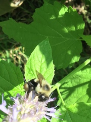Bombus impatiens