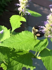 Bombus impatiens