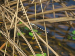 Lestes spatula